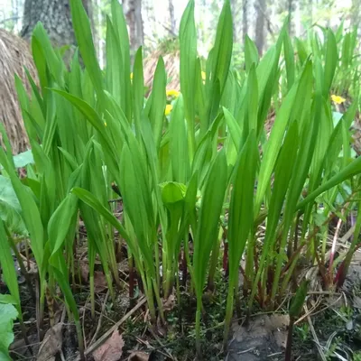 Черемша, лук охотский (Allium ochotense Prokh.). Купить черемшу: саженцы,  семена / Женьшень