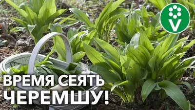 Кулинария с черемшой может насчитывать безграничное количество рецептов.