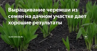 Семена черемши | Сравнить цены и купить на Prom.ua