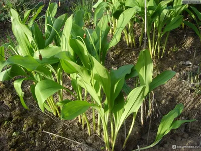 Выращивание черемши из семян на дачном участке дает хорошие результаты |  Glav-Dacha.ru | Дзен