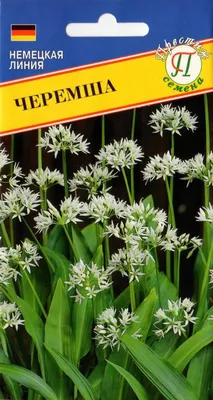 Рост всходов черемши, посеянной на природе собственными семенами. | Игорь  Колпаков | Дзен