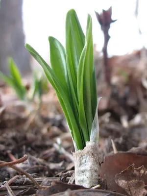 Семена черемши / Allium ursinum, ТМ OGOROD - 30 семян купить недорого в  интернет-магазине семян OGOROD.ua