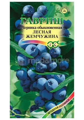 Семена черники, Myrtillus Vaccinium, целебные семена травы, Whortleberry,  постоянный, Blaeberry изолированный на белизне Использо Стоковое Фото -  изображение насчитывающей органическо, ягод: 150521636