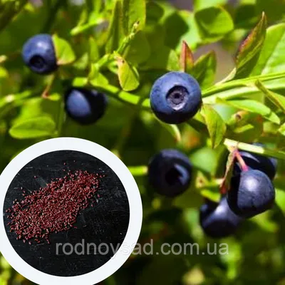 Домашняя ягодница черники Ягодный урожай купить по цене 148 руб. в  интернет-магазине SadDomShop.ru