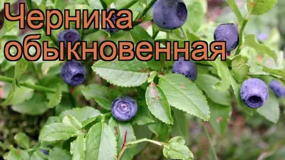 Черника обыкновенная семена купить недорого