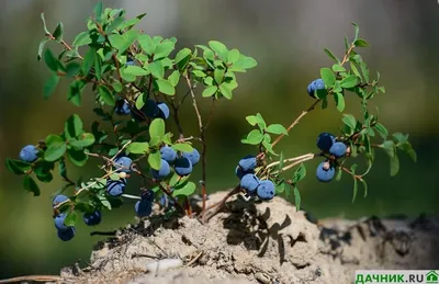 Чем отличается черника от голубики - Agro-market