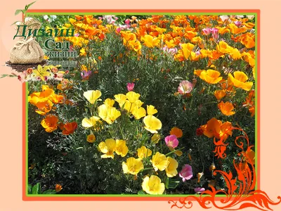 Эшшольция цветок: фото, описание, выращивание из семян и рассадой, посадка,  уход