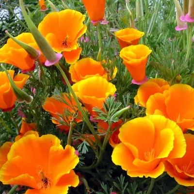Эшшольция цветок: фото, описание, выращивание из семян и рассадой, посадка,  уход