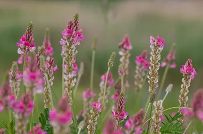 Семена эспарцета, Черкассы: Семена зерновых на Agronet