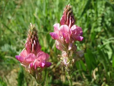 Семена эспарцета, Черкассы: Семена зерновых на Agronet