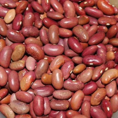 Семена фасоли зерновой Пурпурная купить в интернет-магазине с доставкой  почтой