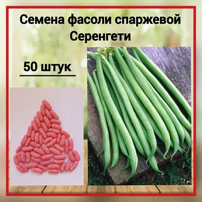 2025 Семена фасоли овощной, АПФ Аэлита экстра/ Фасоль Московская белая  зеленостручная 556, 5г | AliExpress