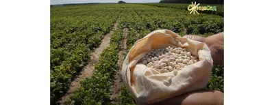 Фасоль Оутлав F1 (Syngenta) - купить семена в Украине: отзывы, цена,  описание ᐉ Agriks