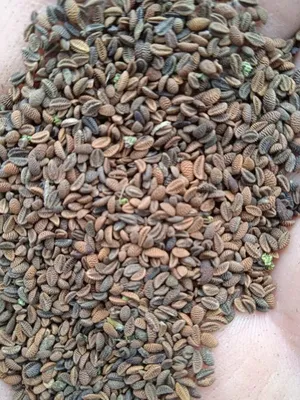 Семена фацелии \"Просто семена\", 1 кг, урожай 2022 года, чистота 97%,  сидерат купить по цене 430 ₽ в интернет-магазине KazanExpress