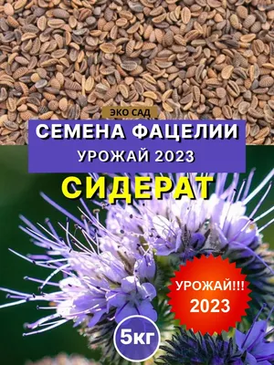 Семена фацелии 500 г купить в Украине с доставкой | Цена в Svitroslyn.ua