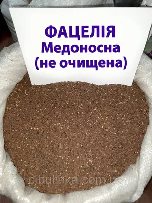 Семена фацелии пижмолистной 1 кг - купить в Москве | Gazon-ka.ru