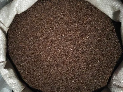 Купить Семена - Фацелия, 0,5 кг. ❱❱ Колибри-маркет ❰❰❰