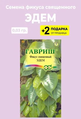 Фикус Проверенные семена Эдем - купить по выгодным ценам в  интернет-магазине OZON (376254552)
