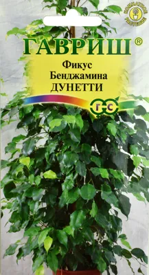 Фикус Бенджамина Дунетти, 0,01г, ЦП, Гавриш купить в по цене 34 ₽ рублей