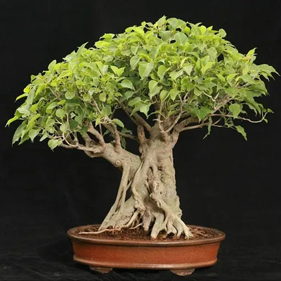 Фикус священный семена (Ficus religiosa) - Цена: €2.45