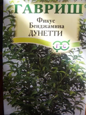 Фикус каучуконосный (эластика): уход и размножение в домашних условиях |  ivd.ru