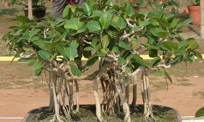 Семена дерева фикуса стоковое изображение. изображение насчитывающей листья  - 69853589