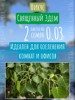 Семена Фикус Бенджамина Дунетти 0,01 грамма Гавриш (ID#1608864433), цена:  30 ₴, купить на Prom.ua