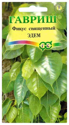 Семена фикус Гавриш священный Эдем 58665 1 уп. - купить в Москве, цены на  Мегамаркет