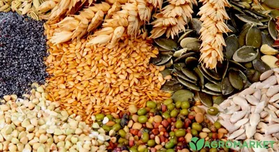 Как правильно собирать семена овощей - Agro-Market