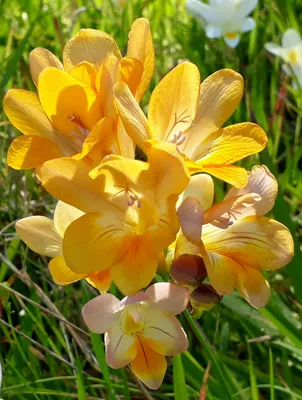 Семена цветов фрезии гибридная махровая Ред 10 шт — цена в Сызрани, купить  в интернет-магазине, характеристики и отзывы, фото
