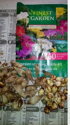 100+ Freesia Seeds. Mixed Colour Fragrant Flowers. Organic 2022 New Harvest  | eBay