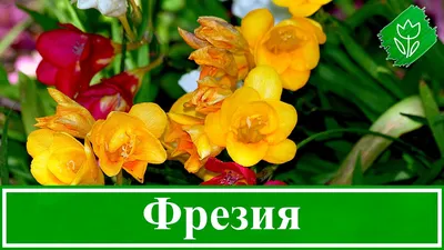 Фрезия Гибридная Cмесь окрасок – купить луковицы в интернет-магазине Лафа с  доставкой по Москве, Московской области и России