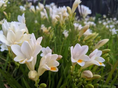 100+ Freesia Seeds. Mixed Colour Fragrant Flowers. Organic 2022 New Harvest  | eBay