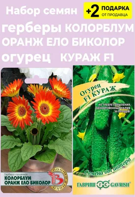 8 важных правил успешного выращивания горшечной герберы из семян |  «Сингента» в России