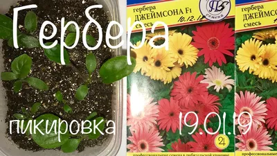 Семена Алтая Семена комнатных цветов Гербера мини Фестиваль Смесь