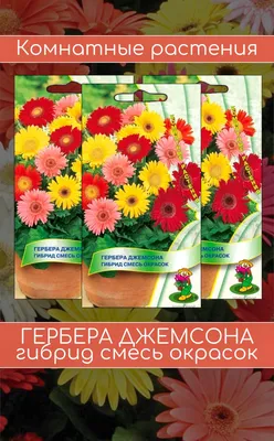 Гербера ПОИСК Агрохолдинг komn23, 3 г - купить по выгодным ценам в  интернет-магазине OZON (190901660)