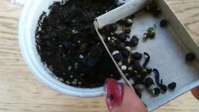 Семена Гиацинта Фасоли Изолированы На Белом Фоне — стоковые фотографии и  другие картинки Hyacinth Bean - iStock