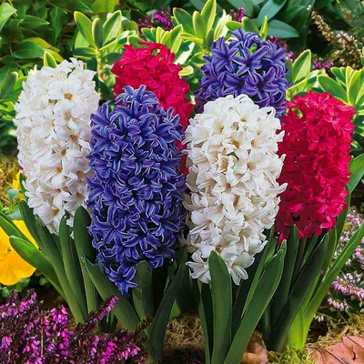 Гиацинты (hyacinthus): посадка, уход, размножение в домашних условиях |  Огородник