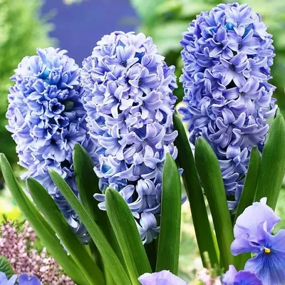 Гиацинт (Hyacinthus) — описание, выращивание, фото | на LePlants.ru