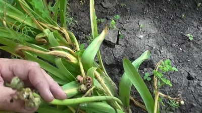 Семена гиацинта: как выглядят, собирать, посадка, выращивание, уход (15  фото)