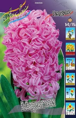Гиацинт Пурпл Сенсейшен (Hyacinthus Purple Sensation) - описание сорта,  фото, саженцы, посадка, особенности ухода. Дачная энциклопедия.