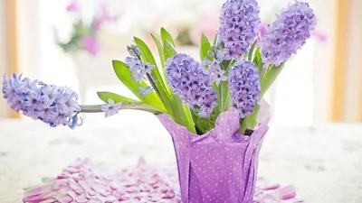 Картинки по запросу пурпурные гиацинты | Луковичные цветы, Посадка цветов,  Семена цветов