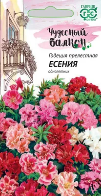 ✓ Семена Годеция Есения, смесь, 0,05г, Гавриш, Чудесный балкон по цене 30  руб. ◈ Большой выбор ◈ Купить по всей России ✓ Интернет-магазин Гавриш ☎  8-495-902-77-18