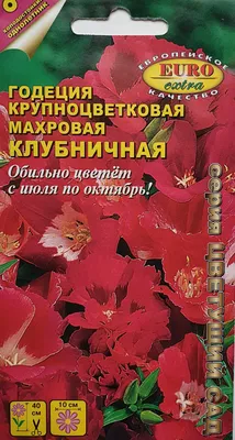 На моей клумбе до заморозков всегда цветет годеция, как ухаживать за этим  красивым цветком | Дача ягодки цветочки | Дзен