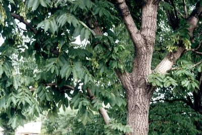 семена ясеня или европейского ясеня или обычного ясеня Fraxinus Excelsior  Стоковое Изображение - изображение насчитывающей эксцельсиор, снаружи:  221849185