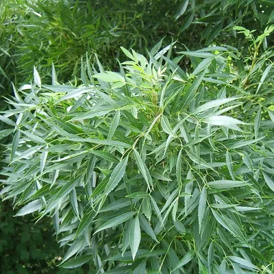 Семена Ясеня носолистного (Fraxinus rhynchophylla) | AliExpress