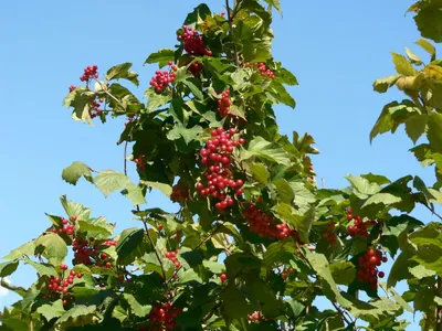 Калина Саржента (Viburnum sargentii Koehne). Купить калину Саржента:  саженцы, семена / Женьшень