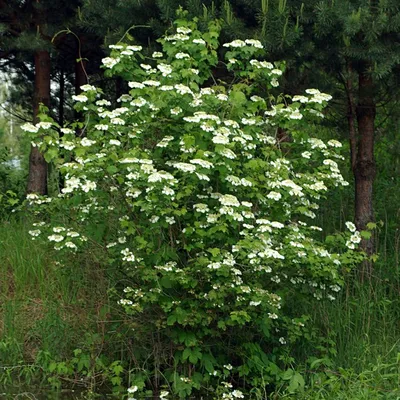 Калина обыкновенная (около 200 семян).