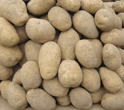 Выращивание картофеля из семян. Фото — Ботаничка