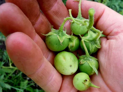 Картофель семенной Гала (1 кг/уп - репродукция элита, ранний) купить за 195  р. в садовом центре АСТ Медовое